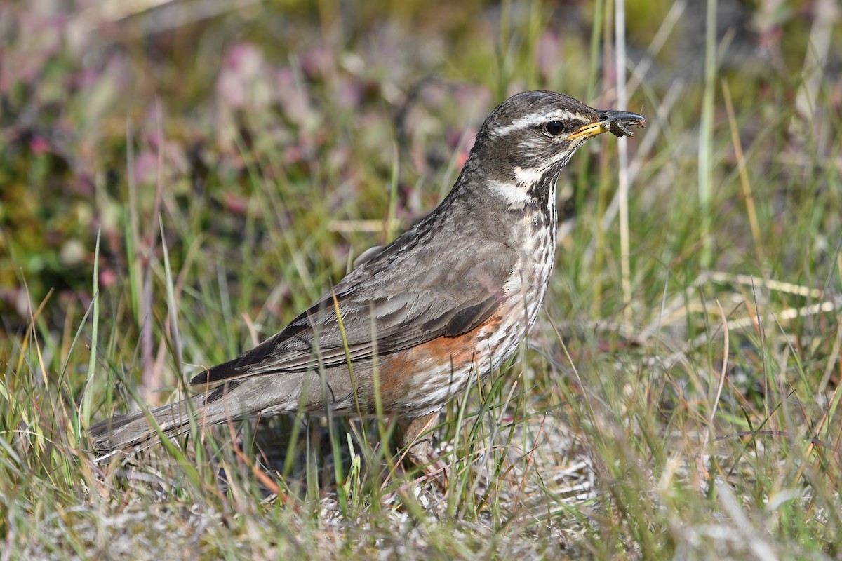 Redwing - ML637514896