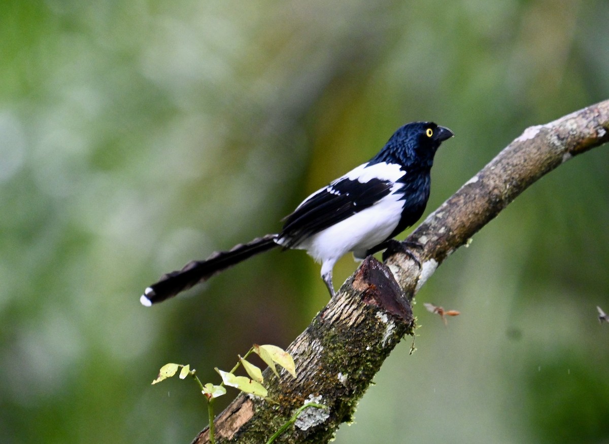 Magpie Tanager - ML637514904
