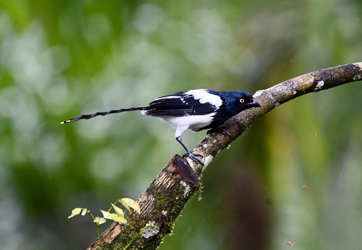 Magpie Tanager - ML637514905