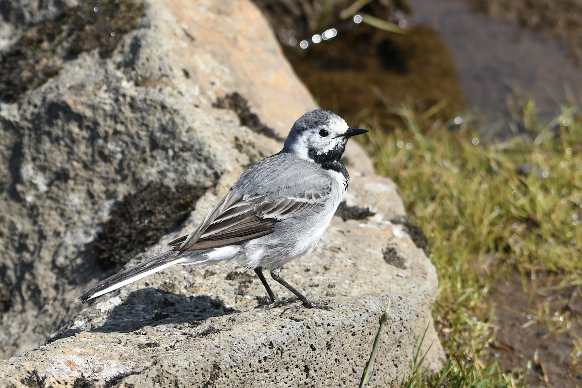 White Wagtail - ML637514912