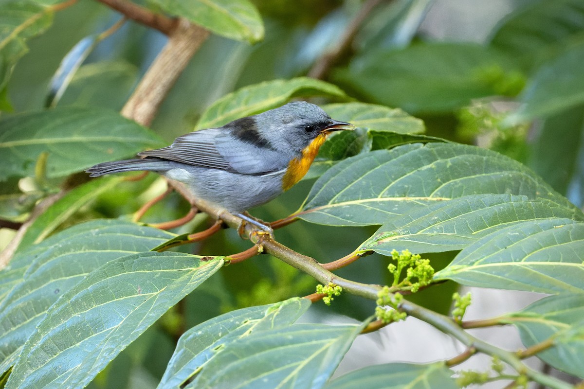 Flame-throated Warbler - ML637514943