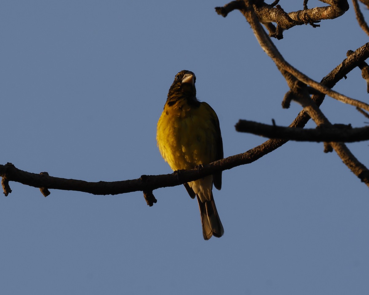 Black-backed Grosbeak - ML637514944