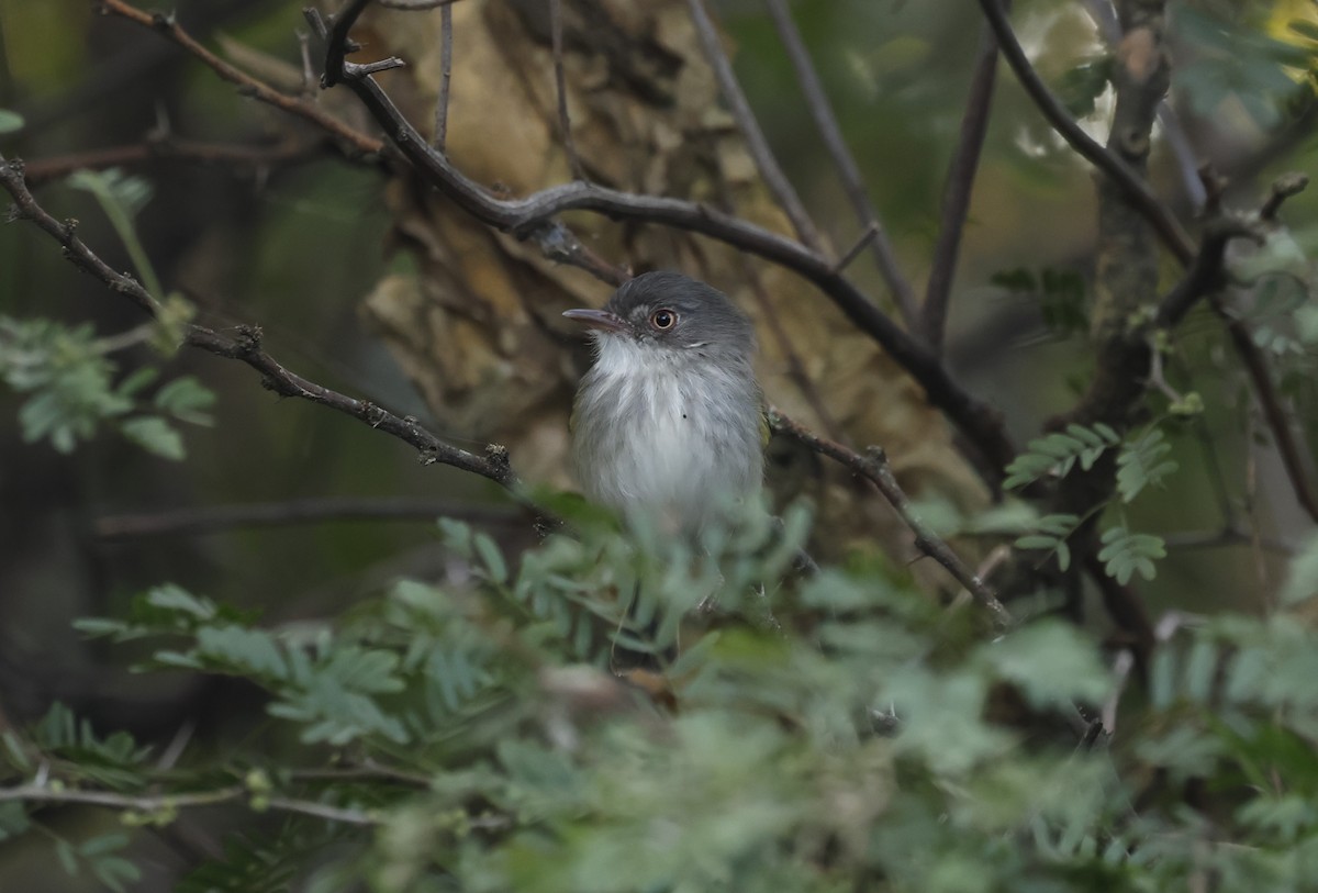 Pearly-vented Tody-Tyrant - ML637514982