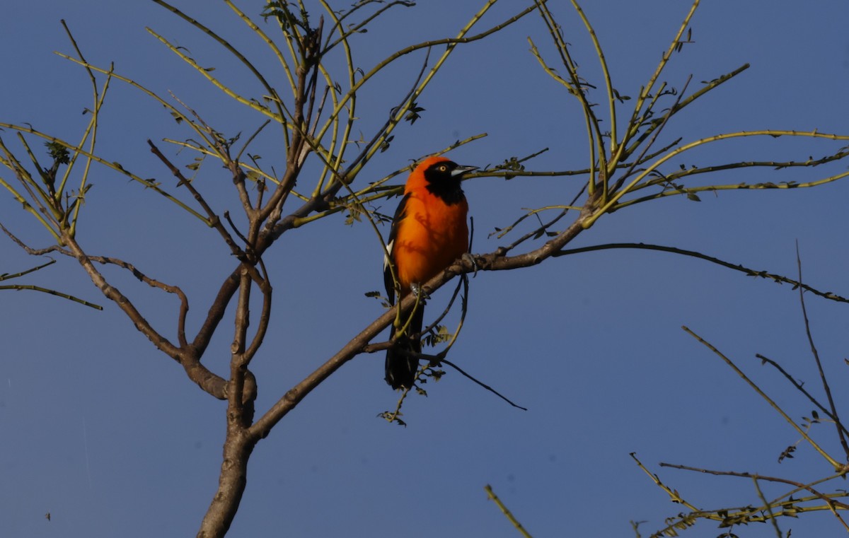 Orange-backed Troupial - ML637515036