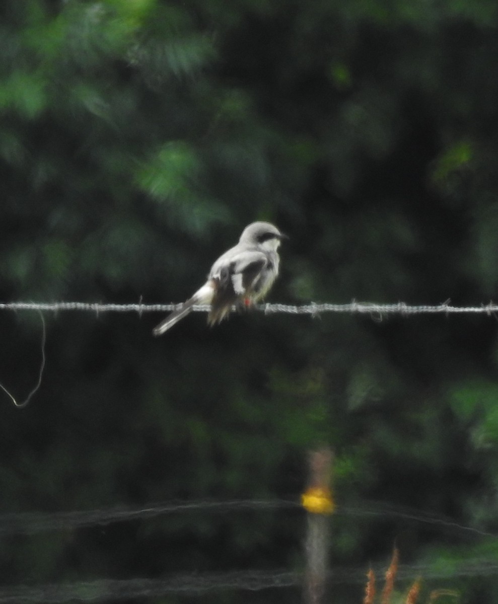 Loggerhead Shrike - ML637515046