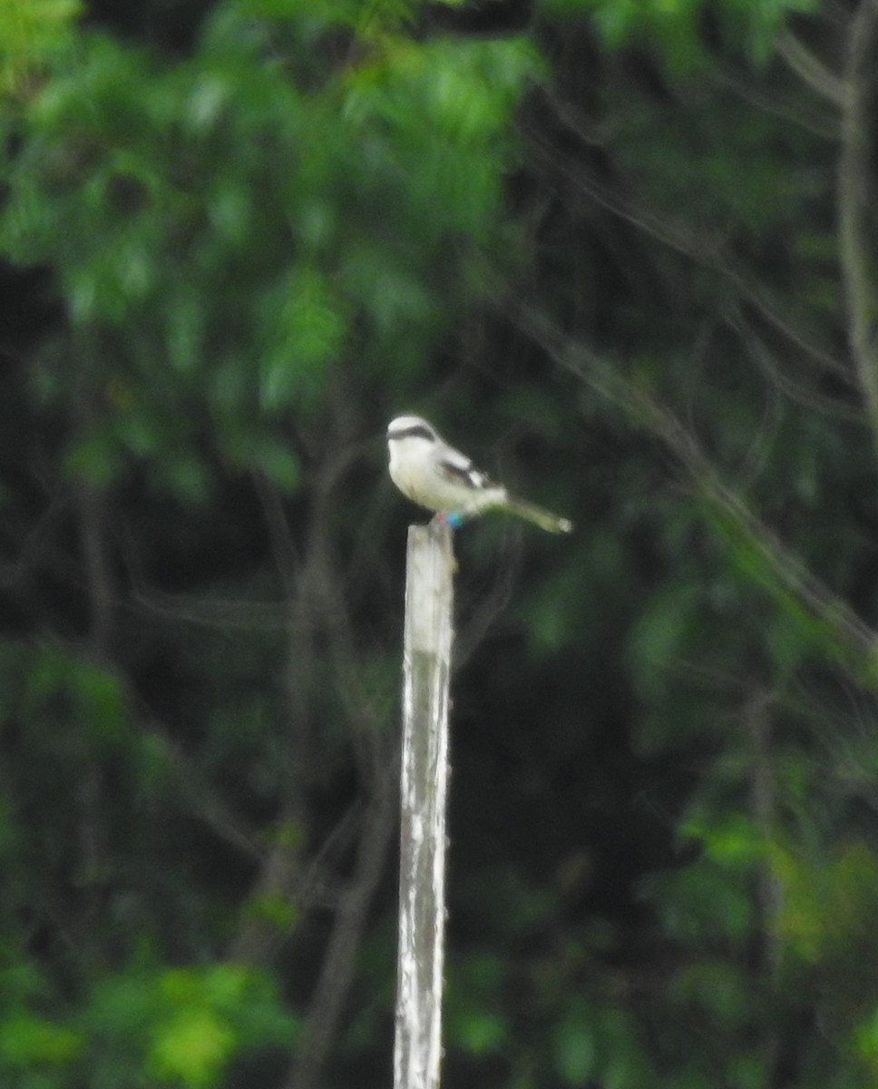 Loggerhead Shrike - ML637515047