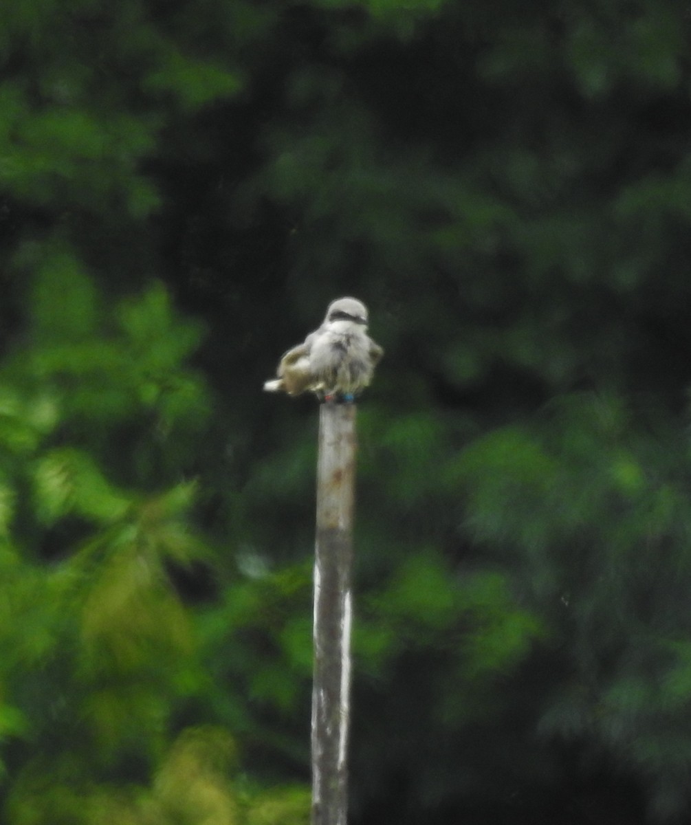 Loggerhead Shrike - ML637515048