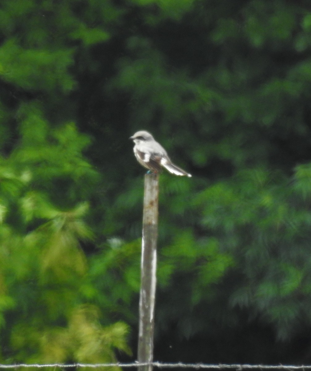Loggerhead Shrike - ML637515049