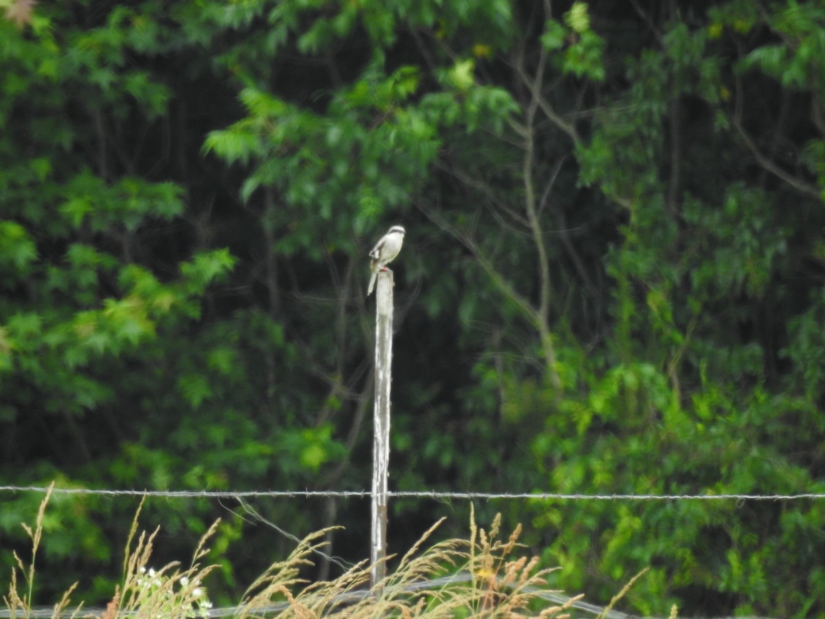Loggerhead Shrike - ML637515050