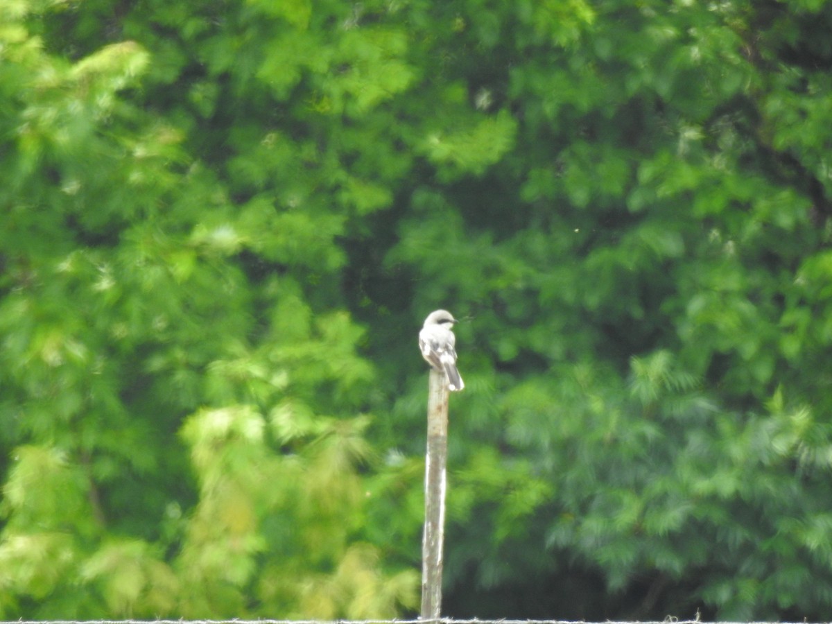 Loggerhead Shrike - ML637515051