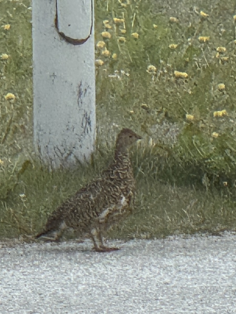 Rock Ptarmigan - ML637515073