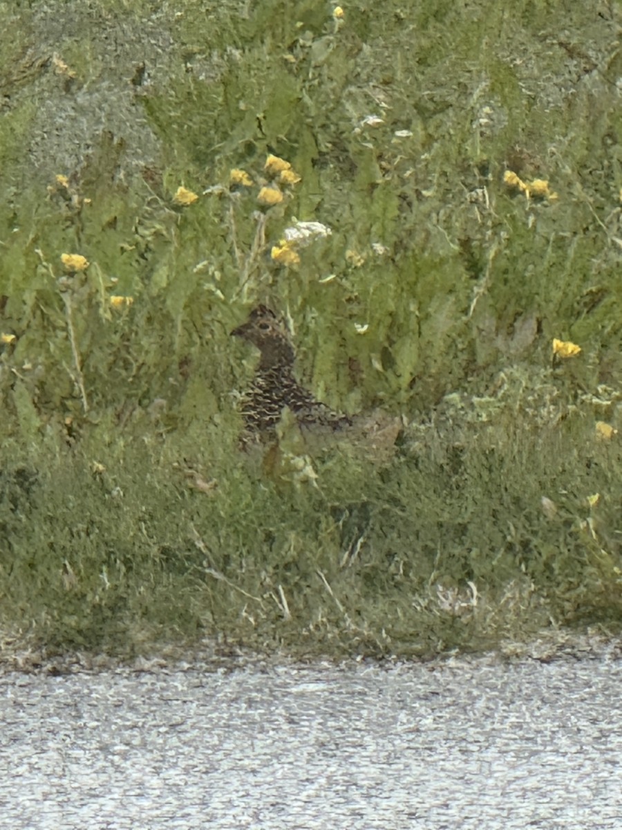 Rock Ptarmigan - ML637515074