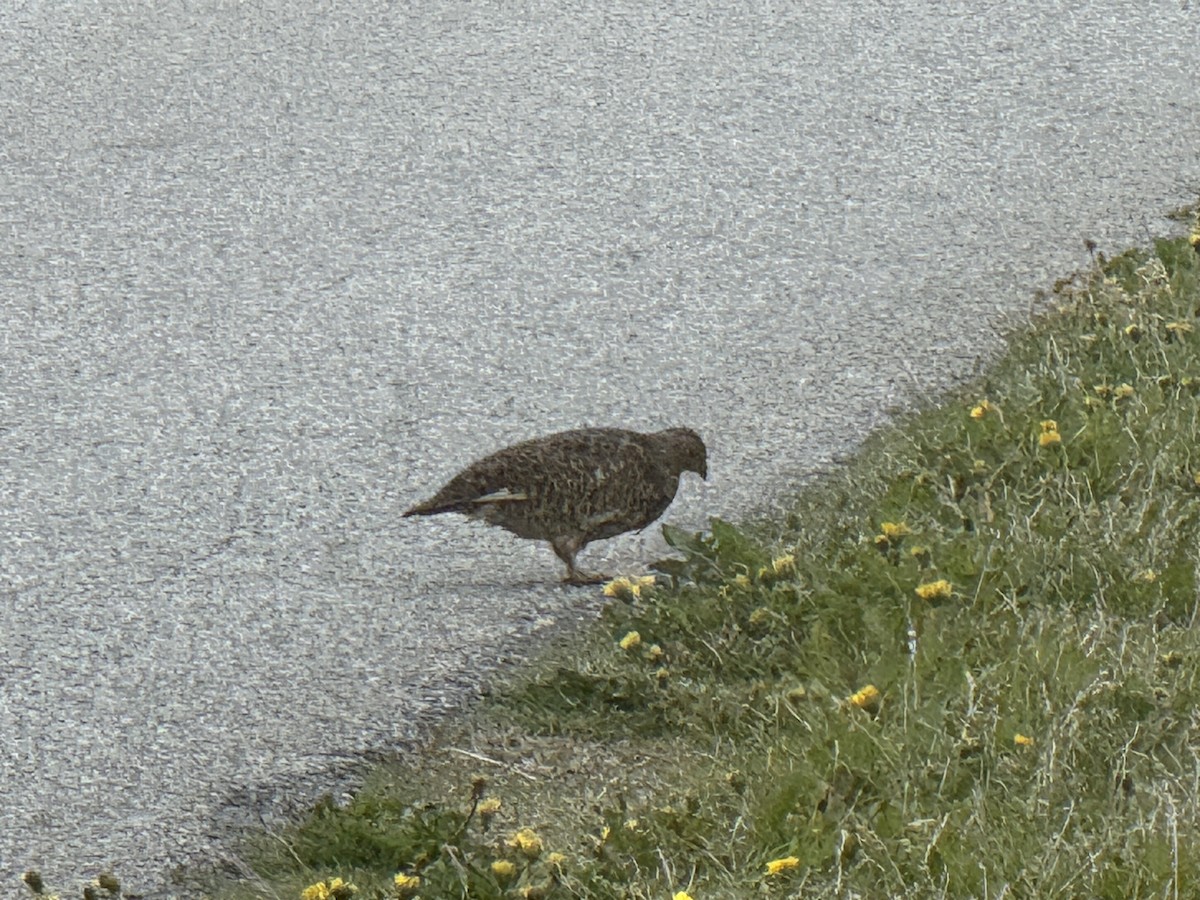 Rock Ptarmigan - ML637515075