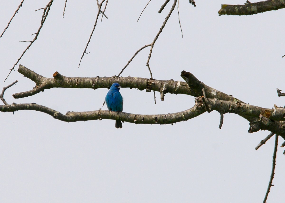 Passerin indigo - ML637515106