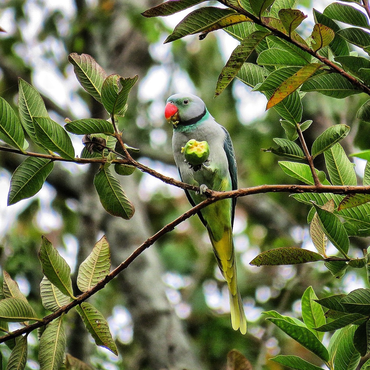 Malabar Yeşil Papağanı - ML63751511