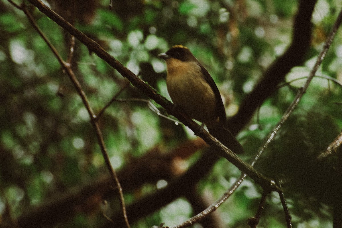 Black-goggled Tanager - ML637515178