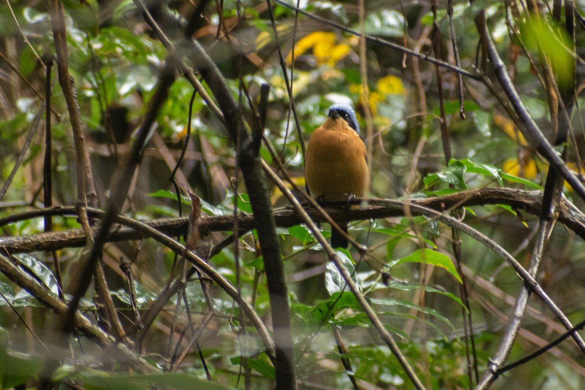Fawn-breasted Tanager - ML637515185