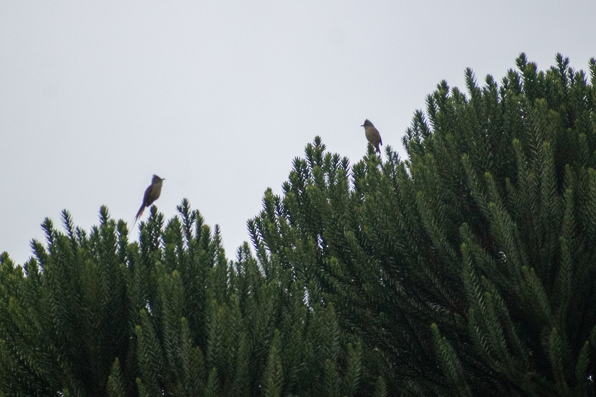 Araucaria Tit-Spinetail - ML637515205