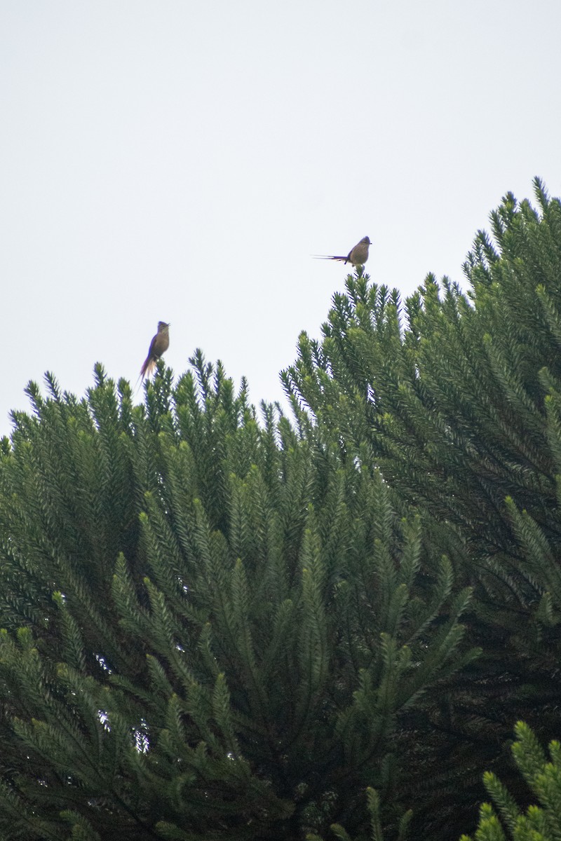 Araucaria Tit-Spinetail - ML637515206