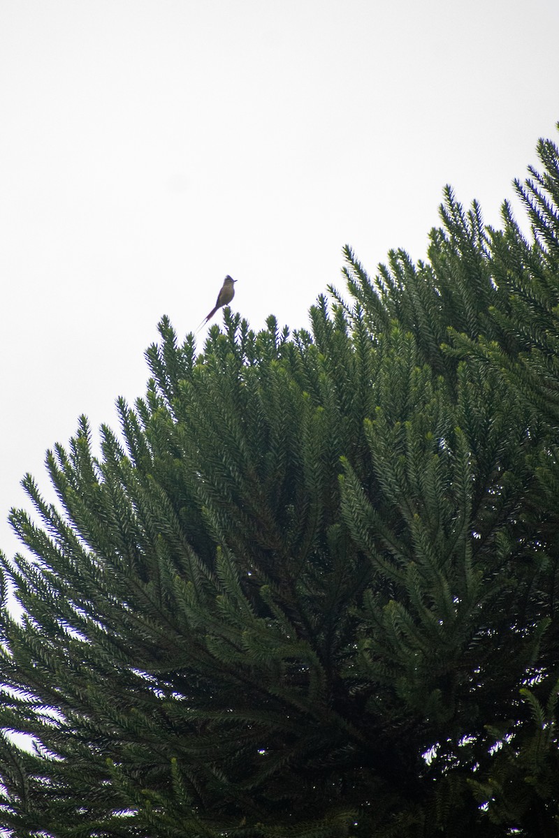 Araucaria Tit-Spinetail - ML637515207