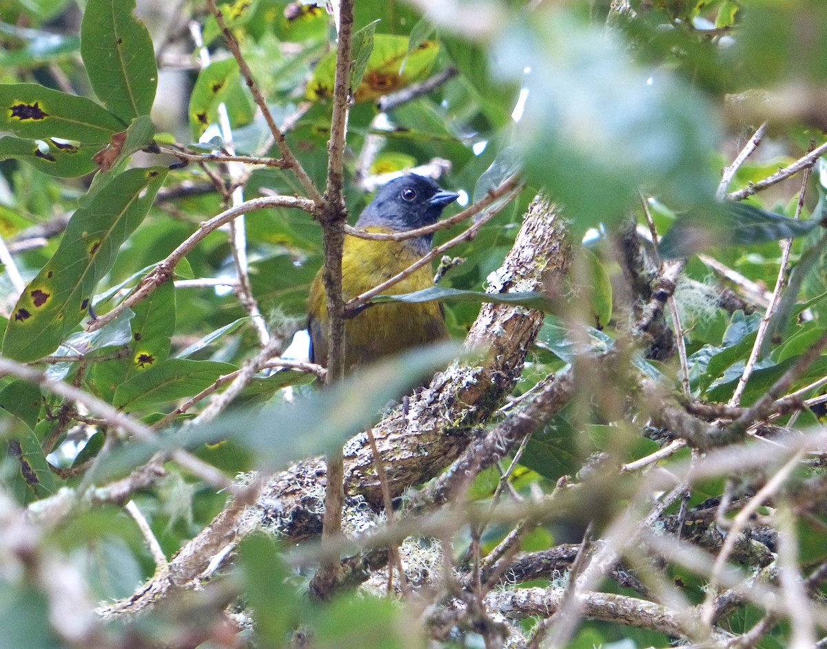 Large-footed Finch - ML637515210
