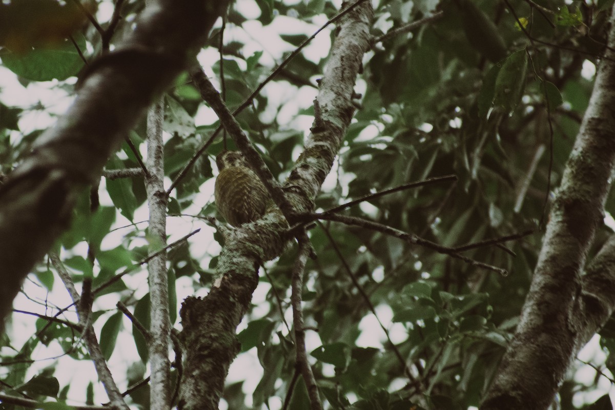 White-spotted Woodpecker - ML637515238
