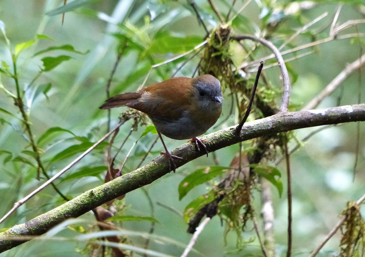 Black-billed Nightingale-Thrush - ML637515270