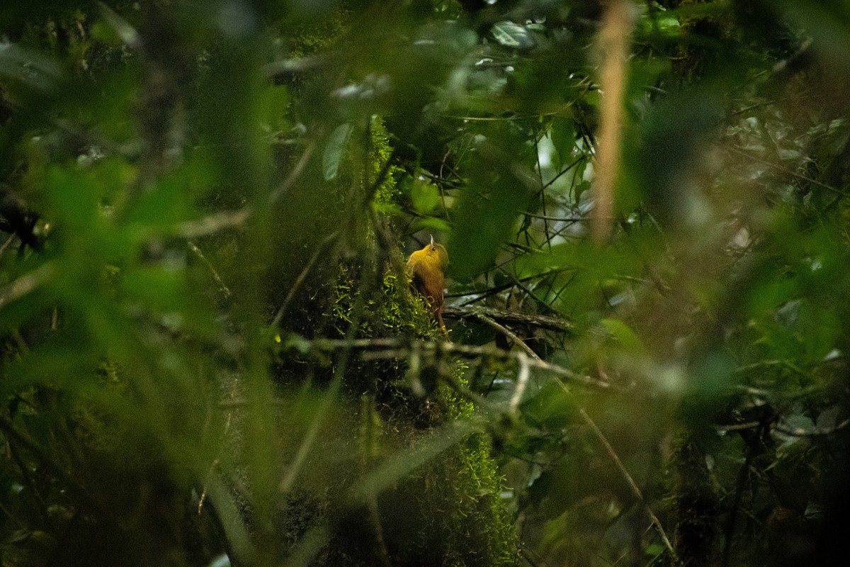 Olivaceous Woodcreeper - ML637515275