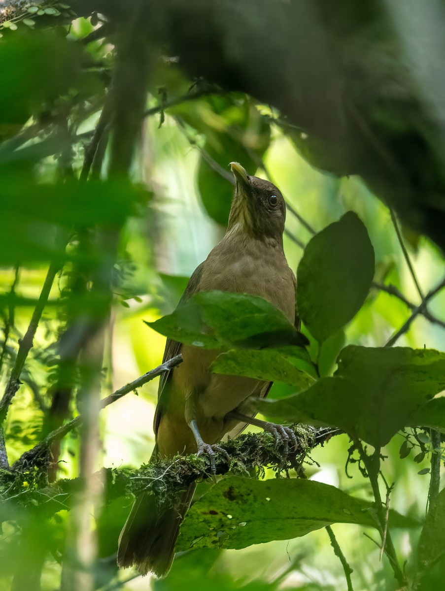 Clay-colored Thrush - ML637515313