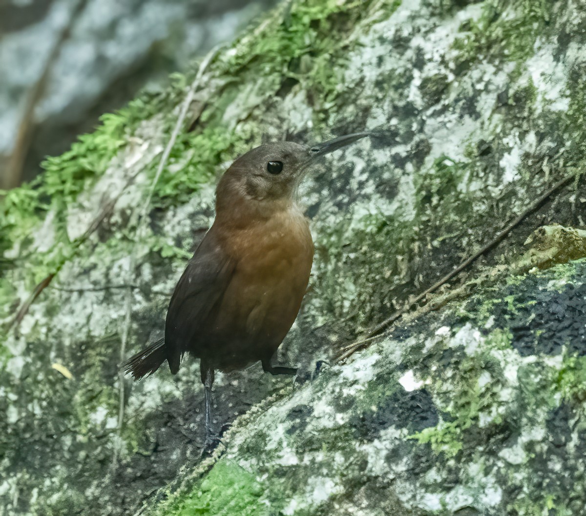 Sumichrast's Wren - ML637515317