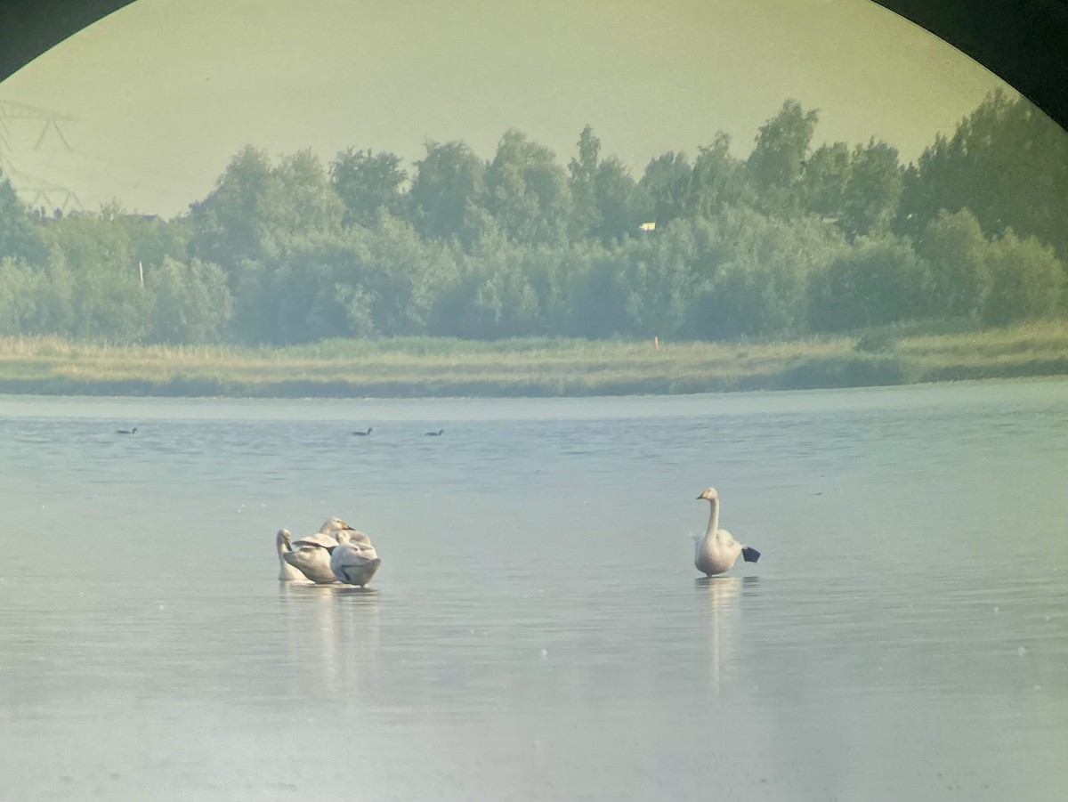 Whooper Swan - ML637515319