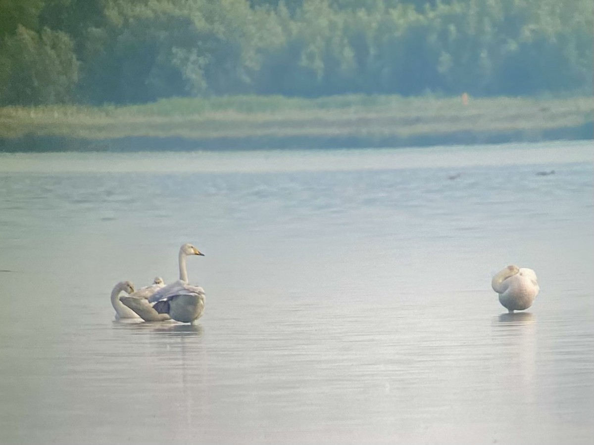 Whooper Swan - ML637515320