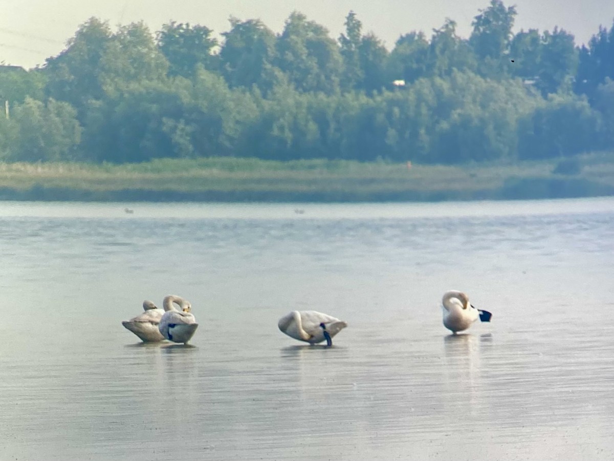 Whooper Swan - ML637515321