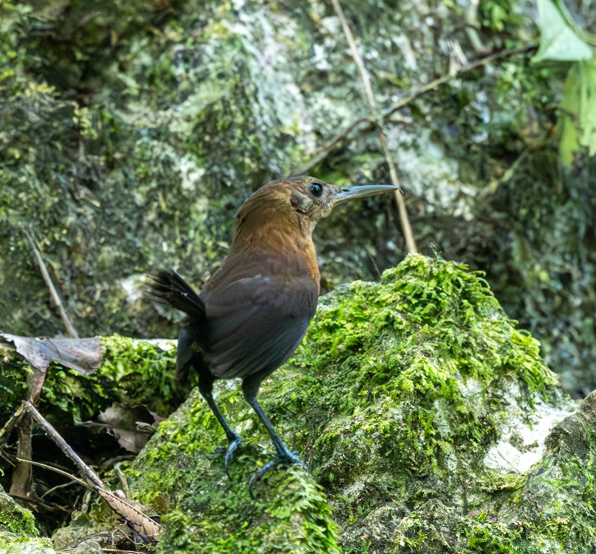 Sumichrast's Wren - ML637515347