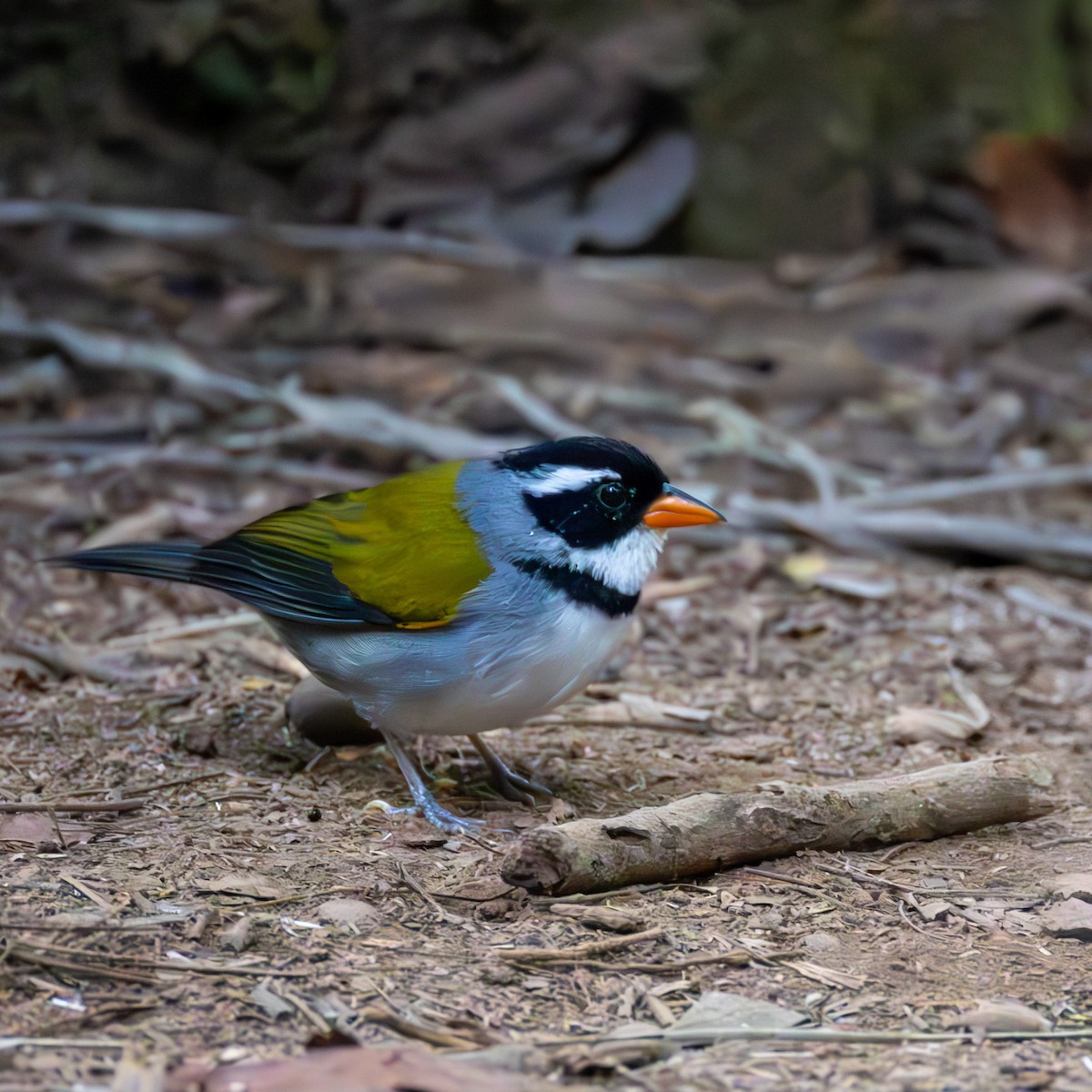 Saffron-billed Sparrow (Saffron-billed) - ML637515349