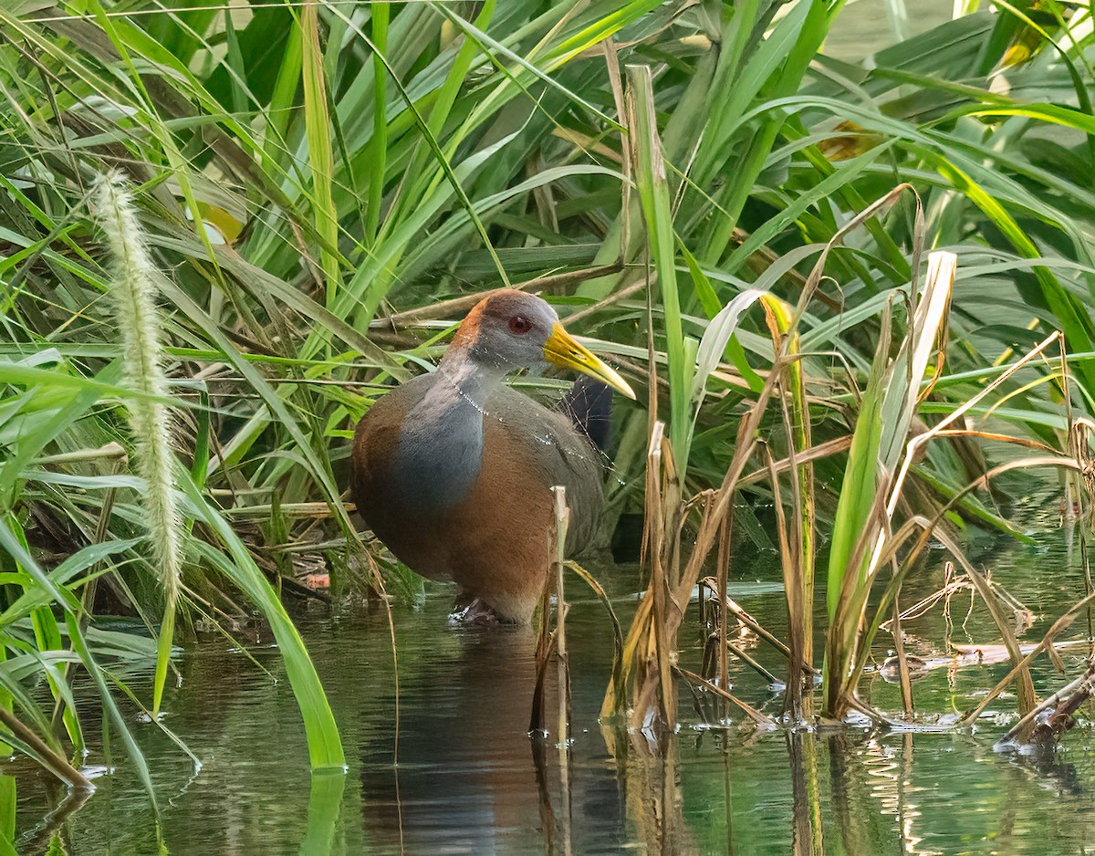 Russet-naped Wood-Rail - ML637515355