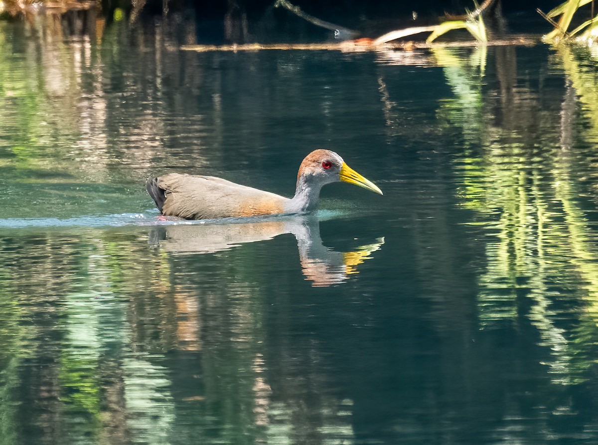 Russet-naped Wood-Rail - ML637515357