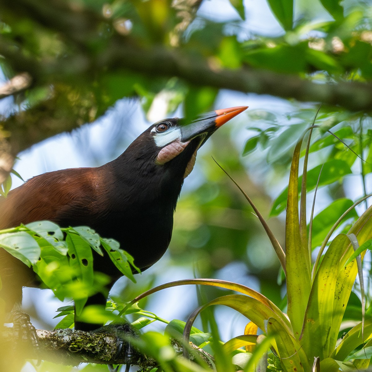 Montezuma Oropendola - ML637515370