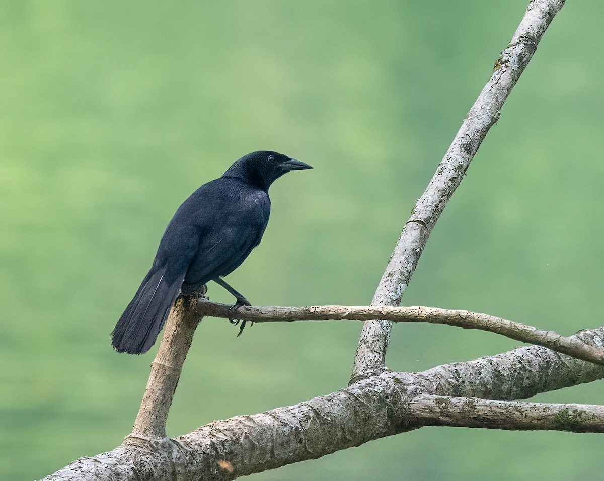 Melodious Blackbird - ML637515376