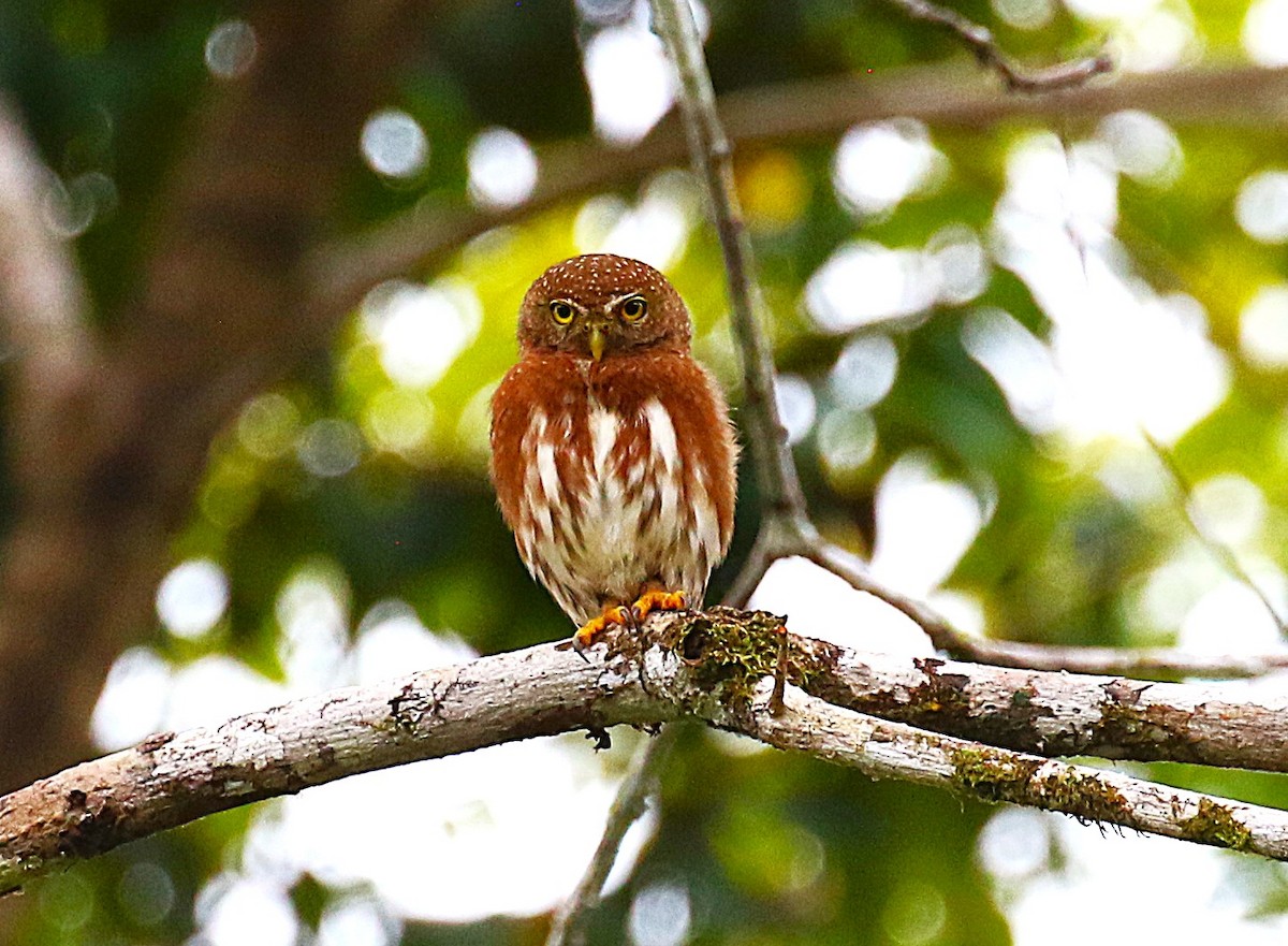 Central American Pygmy-Owl - ML637515393