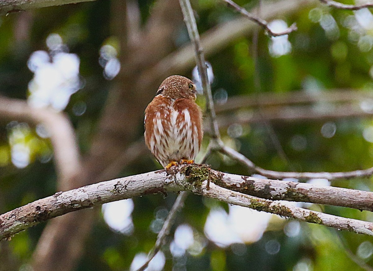 Central American Pygmy-Owl - ML637515394