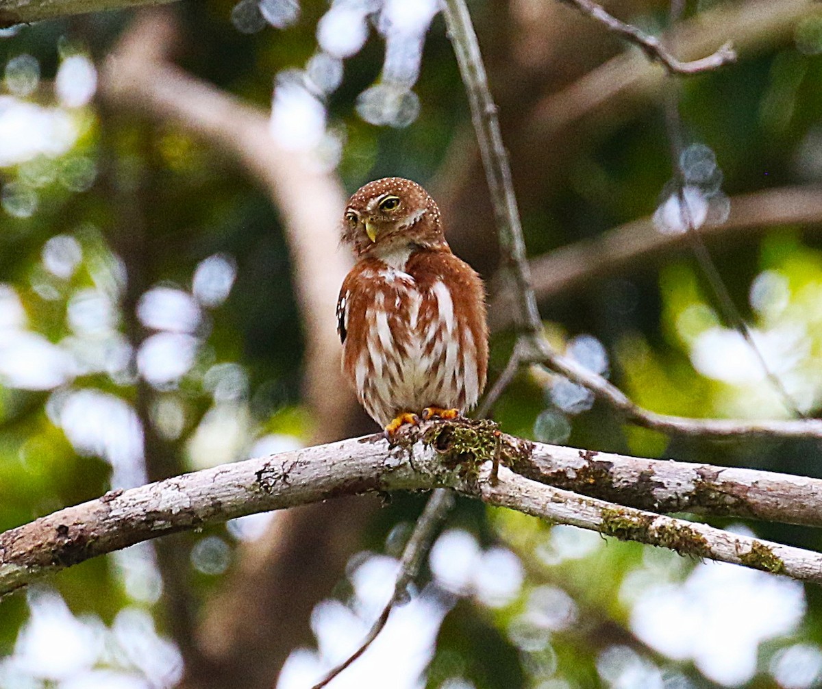 Central American Pygmy-Owl - ML637515396