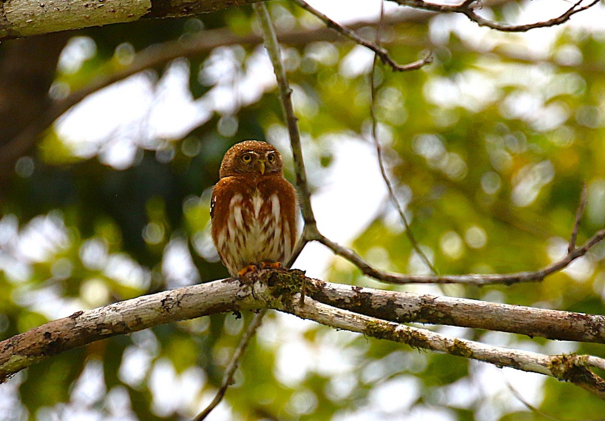 Central American Pygmy-Owl - ML637515397