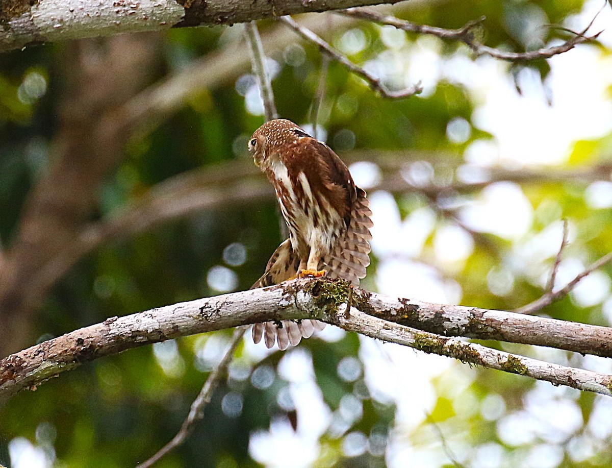 Central American Pygmy-Owl - ML637515398