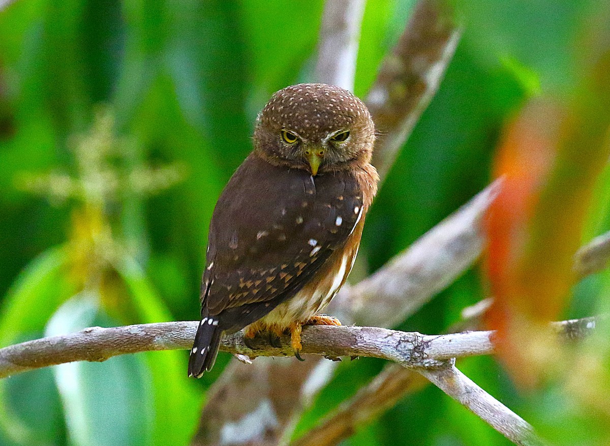 Central American Pygmy-Owl - ML637515400