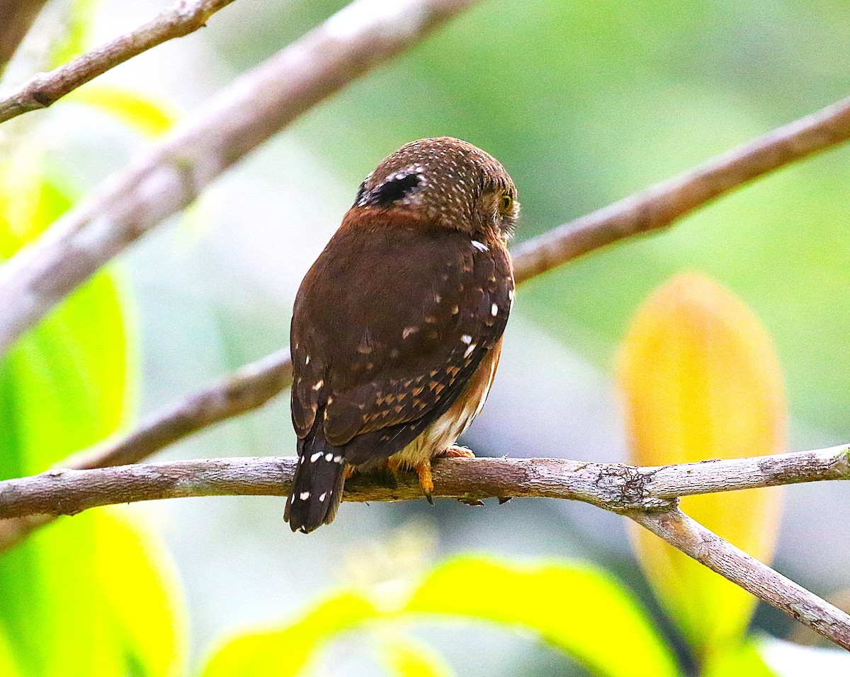 Central American Pygmy-Owl - ML637515402