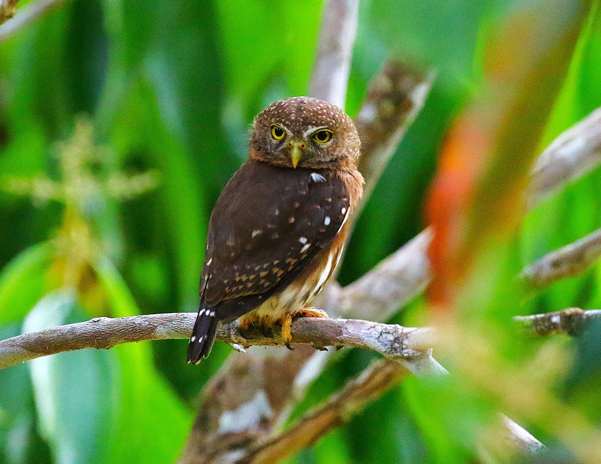 Central American Pygmy-Owl - ML637515403