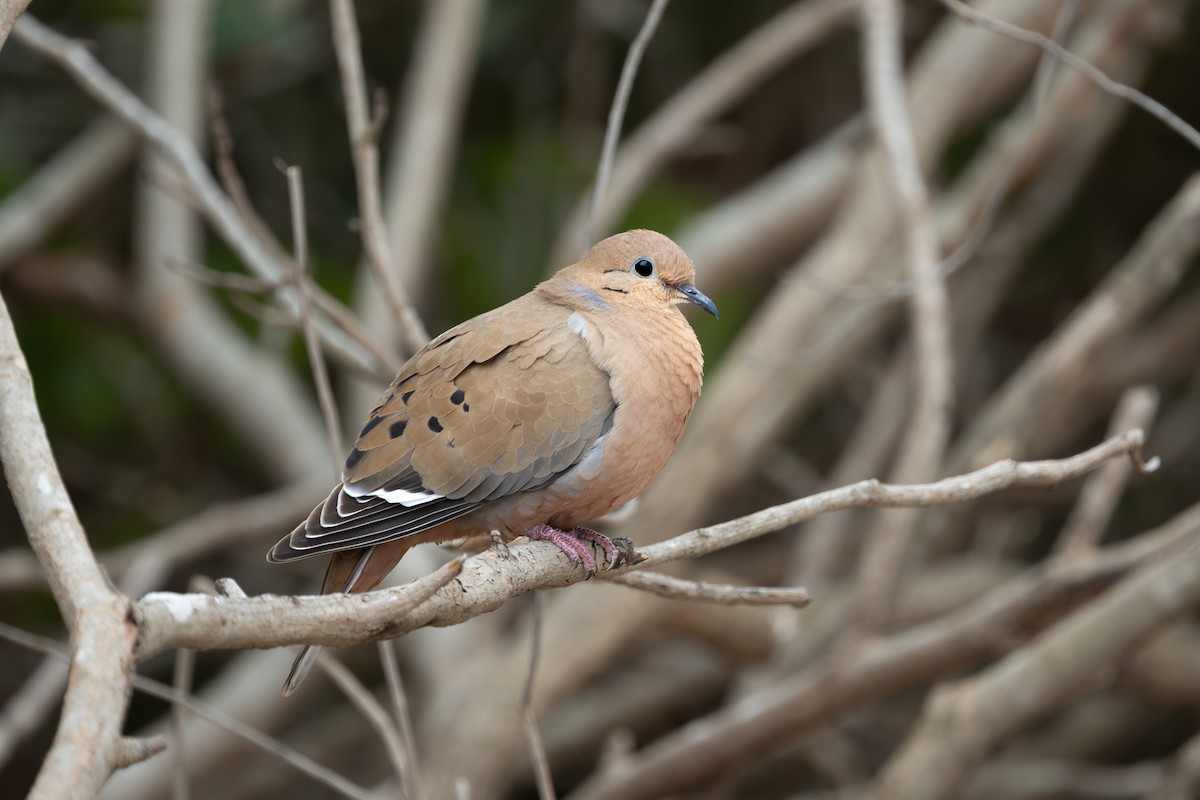 Zenaida Dove - ML637515405