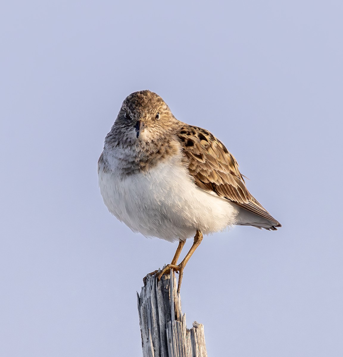 Temminck's Stint - ML637515439