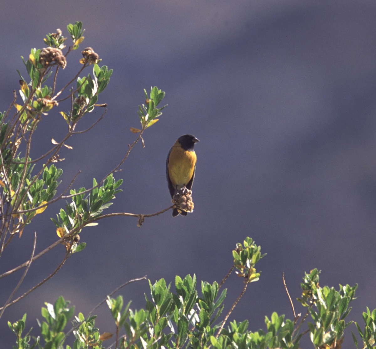 Black-hooded Sierra Finch - ML637515454